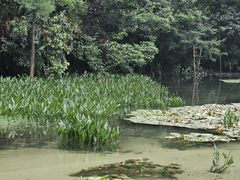 -广州市石门国家森林公园
