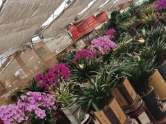 -秦美花卉(天朗·莱茵小城2期店)