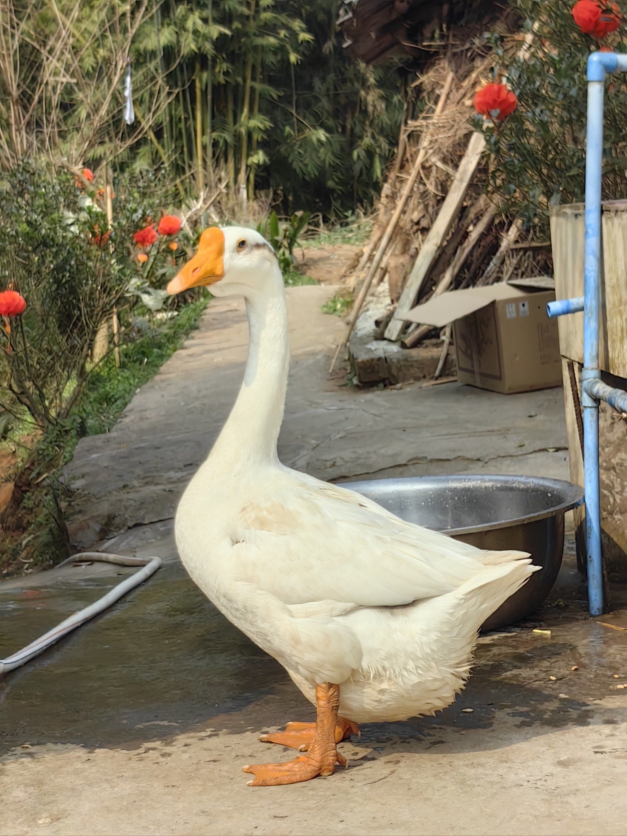 狗里狗气的大白鹅