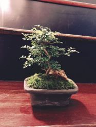 -猛子刺青纹身店