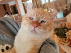 -猫腻·猫咖·撸猫馆(星光大道店)