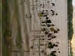 -南翔镇银翔湖公园