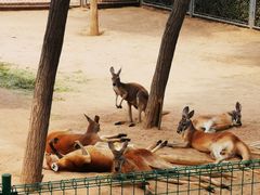 -石家庄市动物园