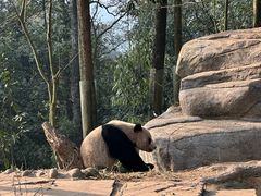 -中国大熊猫保护研究中心雅安碧峰峡基地