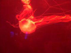 -多彩贵州城极地海洋世界