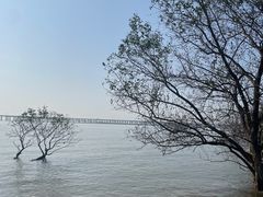 -宝安西湾红树林湿地公园