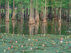 -白鹭湾湿地公园