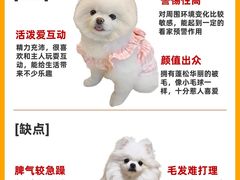-申普宠物医院·心脏介入·心血管微创(总院)
