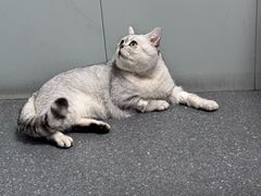 -伟伟宠物医院·CT影像中心·瑞派犬猫综合性门诊(汉口总院)