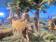 -国家自然博物馆