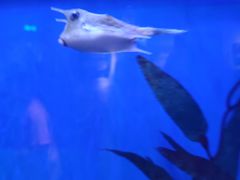 -贝林大翅鲸简餐厅(国家海洋博物馆店)