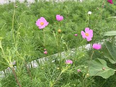 -格桑花餐厅·炭火烤羊腿(丰宁坝上草原店)