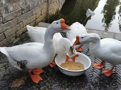 -苏州碑刻博物馆