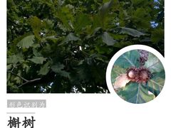 -北京鹫峰国家森林公园