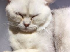 -集宠猫柠宠物生活馆