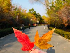 -长春市南湖公园