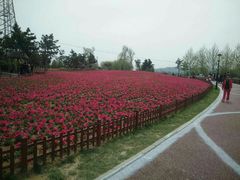 -羊亭河湿地公园