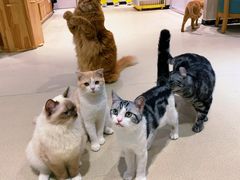 -藏猫猫咖啡主题馆(中央大道店)