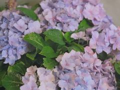 -越美小馆·越南料理(曲江店)