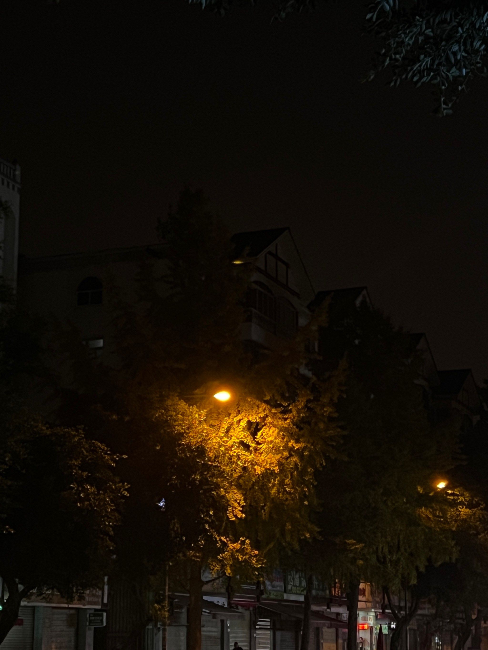 夜幕下路灯照亮的银杏叶也别有一番景色