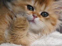 -翊宠yipet猫狗购宠庄园犬舍•猫舍