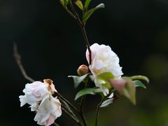 -南国桃园旅游度假区