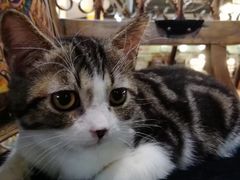 -more than meow吴止猫主题餐厅(承德 中船汇店)