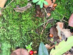 -十八棵（老龙井）御茶园(老龙井店)