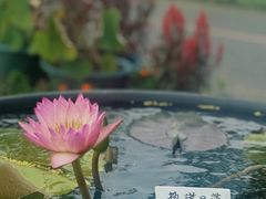 -池杉湖湿地公园