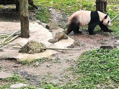 -都江堰中华大熊猫苑