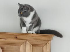 -Catmate·猫肥家润(金润铂宫店)