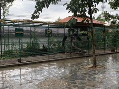 -瑞丽独树成林风景区