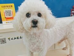 -全心全意连锁动物医院·微创中心·内科急重症·心脏专科(丰管路店)