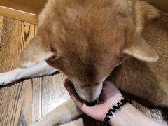 -柴务处·柴犬主题狗咖