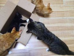 -欧奕国际动物医院