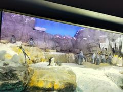 -大阪海游馆