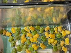 -酷以爬仙阁实体爬宠店·守宫·蜥蜴·专业繁育