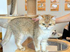 -有喵·猫咖·狗咖·30几只猫10只小狗(岗厦店)