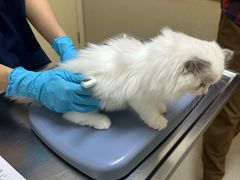 -爱妮康宠物医院·干细胞免疫细胞·肿瘤·心脏(张江店)