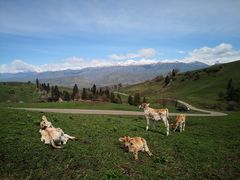 -新疆那拉提国家旅游度假区