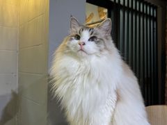 -豆逗聊愈猫阁Easy Life