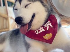 -Husky Go! 哈士奇体验馆·宠物咖啡厅狗咖