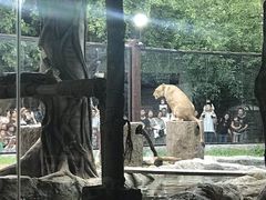 -清迈夜间动物园