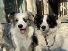 -黄阿姨锅贴大王(万航渡路店)