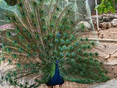 -丽泽山庄·生态怀柔菜·虹鳟鱼(红螺寺店)