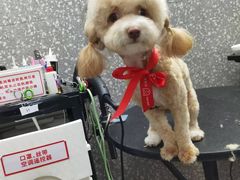 -宠物家(角门东店)