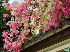 -深圳国际园林花卉博览园