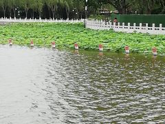 -莲花池公园