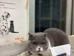 -东莞宠友24H宠物中心医院·转诊夜诊·异宠(新河北路院)