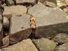 -平湖九龙山旅游度假区